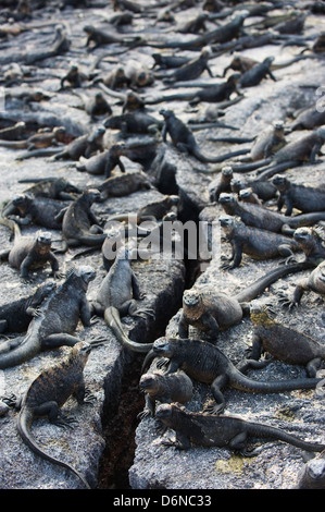 Iguanes marins, Amblyrhynchus cristatus, Isla Isabela, îles Galapagos, site de l'Unesco, l'Équateur, en Amérique du Sud Banque D'Images