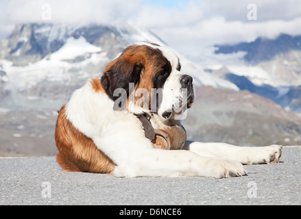 Saint Bernard chien avec fût prêt pour l'opération de sauvetage Banque D'Images