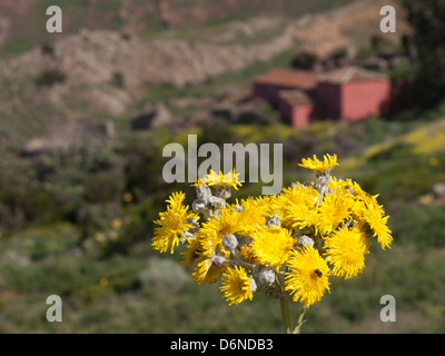 Sonchus acaulis, dandelion un énorme courant dans les îles Canaries en face d'une casa rural, maison à louer à Tenerife Espagne Banque D'Images