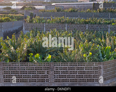 Bananeraie dans Tenerife Espagne, clôturé par des blocs de béton Banque D'Images