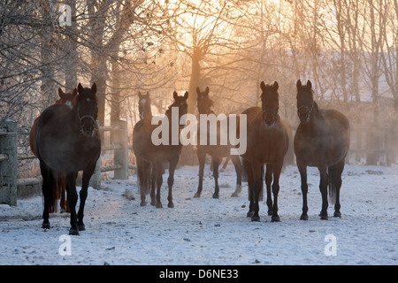Graditz, Allemagne, des chevaux en hiver au lever du soleil sur le paddock Banque D'Images