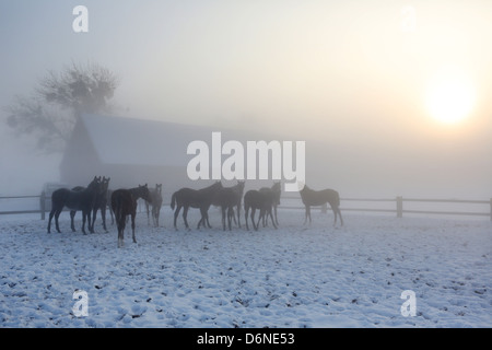 Graditz, Allemagne, les chevaux en hiver brouillard dans le paddock Banque D'Images