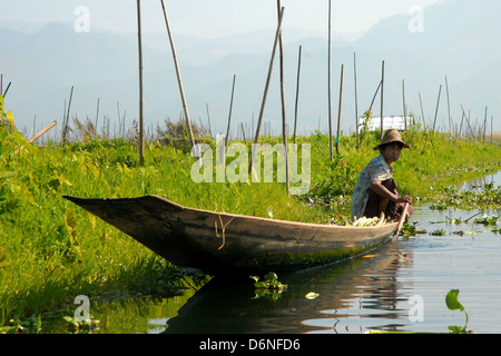 Chauffeur particulier en revenant de son jardin flottant en bateau sur le lac Inle Banque D'Images