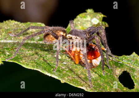 Spider errance (famille Ctenidae) manger un scarabée dans le sous-étage de la forêt tropicale dans la nuit Banque D'Images