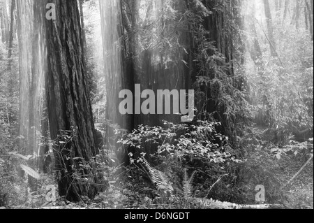 Résumé de l'automne à la Forêt de Redwood Creek, Californie, USA. Banque D'Images