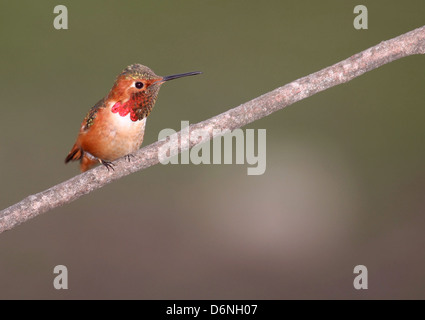 Un homme Allen's Hummingbird perché sur une branche 3/4 Vue de face et profil de tête montrant belle hausse-col rouge Banque D'Images