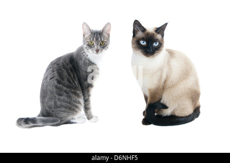 Argent gris tabby housecat et seal point Siamese Cat Banque D'Images