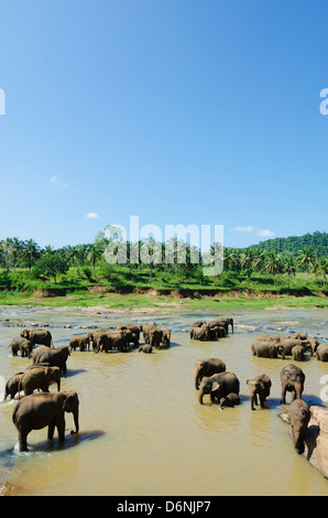 Pinnewala orphelinat des éléphants près de Kegalle, Hill Country, Sri Lanka Banque D'Images