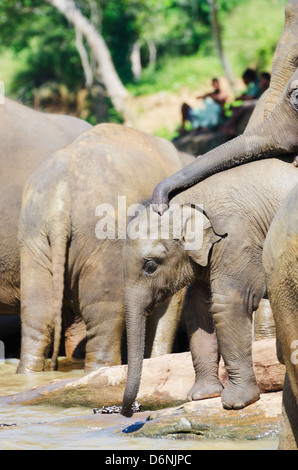 Pinnewala orphelinat des éléphants près de Kegalle, Hill Country, Sri Lanka Banque D'Images