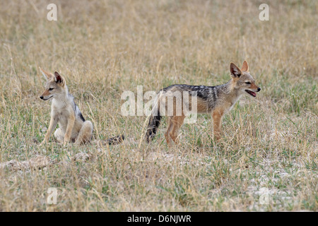 Deux jeunes chacals sur la prairie de NP Moremi, Okavango Delta, Botswana Banque D'Images