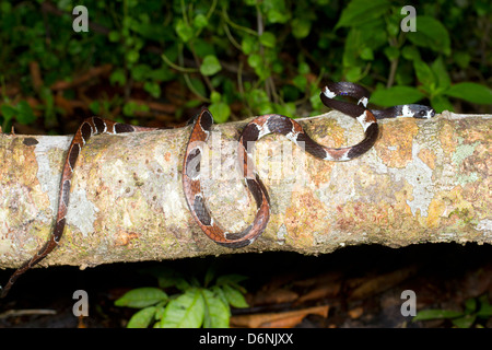 L'Catesbey snail-eater (Dipsas catesbeyi) sur un journal en Amazonie équatorienne Banque D'Images