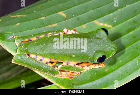 La grenouille Phyllomedusa tomopterna (singe) sur une feuille dans la forêt amazonienne, en Equateur Banque D'Images