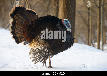 Gonflé jeune Tom Eastern Wild Turkey Meleagris gallopavo silvestris marchant dans la neige à côté d'une cour de ravins à Toronto Banque D'Images
