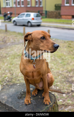 Berlin, Allemagne, Pinscher allemand assis sur une souche d'arbre Banque D'Images