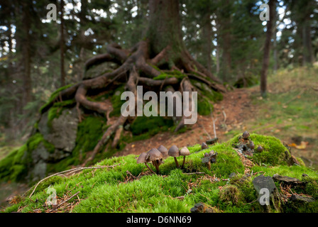 La pluie, l'Allemagne, les champignons dans la forêt sur les pentes du mont Grosser Arber Banque D'Images