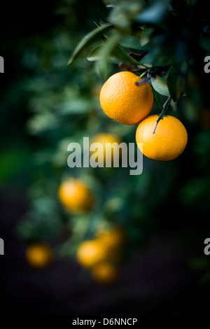 Séville, Espagne, Oranges sur l'arbre Banque D'Images