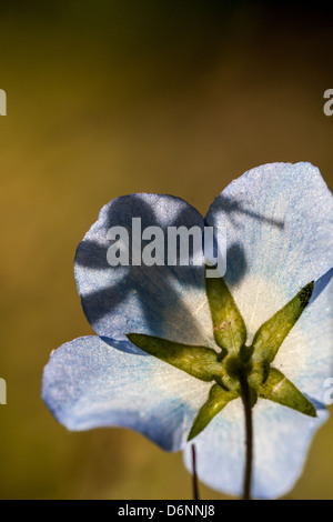 Berlin, Allemagne, la lumière tombe sur les fleurs d'une fleur bleu Banque D'Images