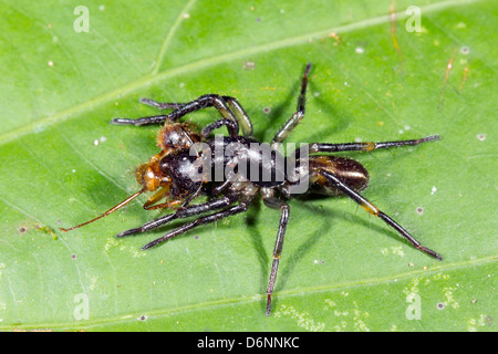 Sac à main spider web (famille des Atypidae) avec de très grosses mandibules mangeant une grande fourmi dans la forêt tropicale, l'Équateur Banque D'Images