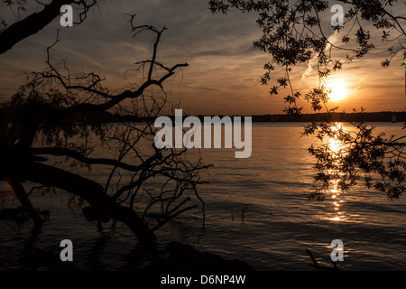 Berlin, Allemagne, sur les rives de la Havel tree at sunset Banque D'Images