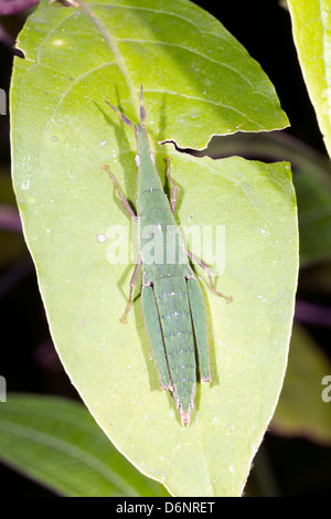 Une sauterelle verte cryptique dissimulés sur une feuille dans la forêt tropicale, l'Équateur Banque D'Images