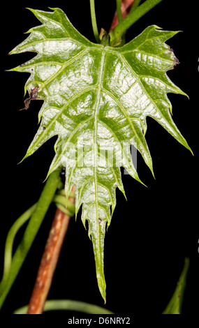 Il est intéressant d'une forêt tropicale en forme de feuille, l'Équateur Banque D'Images