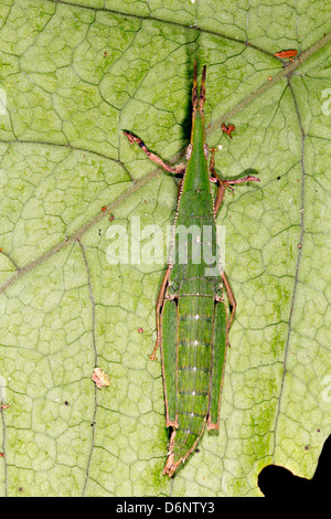 Une sauterelle verte cryptique dissimulés sur une feuille dans la forêt tropicale, l'Équateur Banque D'Images