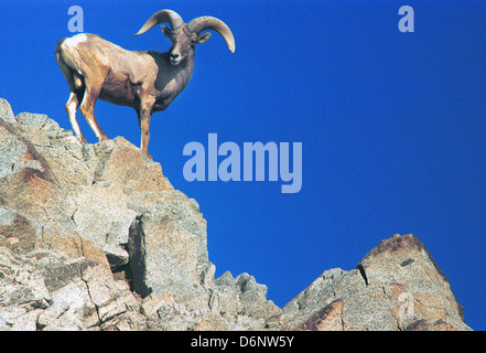 Mouflons, Ovis canadensis, mouflons d'espèces de moutons en Amérique du Nord, la montagne de Dall, Ovis dalli Mouflon de Dall, Banque D'Images