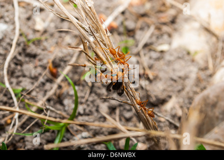 Beaucoup de fourmis rouges mangent un insecte sur l'herbe sèche. Banque D'Images