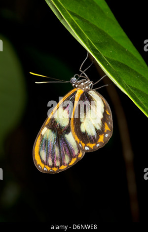 Ithomine transparent butterfly se percher sur une feuille dans la forêt pluviale la nuit Banque D'Images