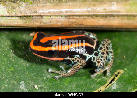 Grenouille Poison amazonien (Ranitomeya ventrimaculata) Banque D'Images