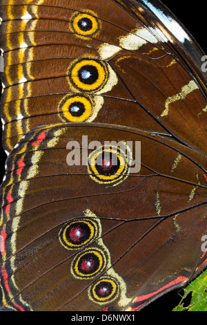 Face inférieure d'une aile de papillon morpho montrant des taches de l'œil. Banque D'Images