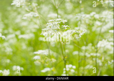 Cow Parsley (Anthriscus sylvestris) dans un pré en fleurs sur une journée de printemps ensoleillée. Banque D'Images