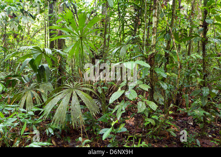L'intérieur de forêt tropicale avec palmiers, Equateur Banque D'Images