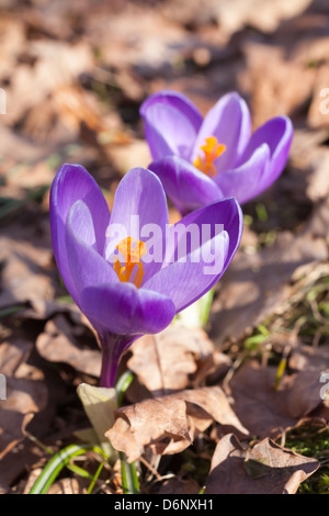 Fleurs Crocus Violet Banque D'Images