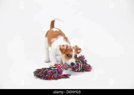 Jack Russell Terrier, chiot, 9 semaines / toy Banque D'Images