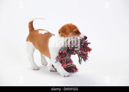 Jack Russell Terrier, chiot, 9 semaines / toy Banque D'Images