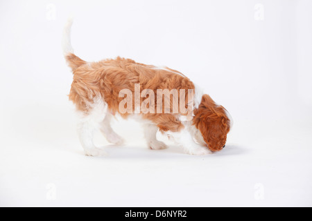 Cavalier King Charles Spaniel puppy, Blenheim, à sniffer sur le terrain / côté Banque D'Images