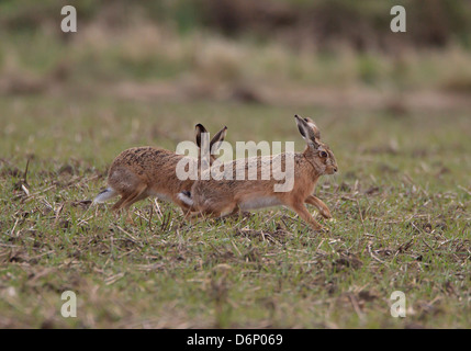 Lièvre brun Lepus europaeus buck chasing doe dans les champs dans l'Oxfordshire Banque D'Images