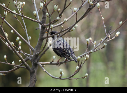 Starling assis sur branche d'arbre au printemps Banque D'Images