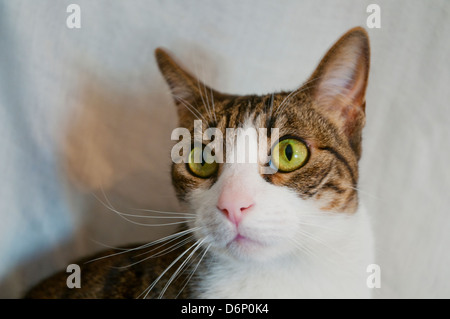 Tabby et blanc regardant la caméra. Voir de très près. Banque D'Images