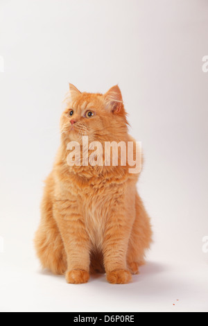 British Longhair Cat, tomcat, gingembre / Highlander, Lowlander, britannique Banque D'Images