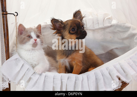 Chihuahua, chiot, longs, 4 mois, et British Longhair chat, chaton, fauve et blanc, 9 semaines / Highlander, Lowlander, britannique Banque D'Images