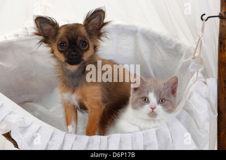 Chihuahua, chiot, longs, 4 mois, et British Longhair chat, chaton, fauve et blanc, 9 semaines / Highlander, Lowlander, britannique Banque D'Images