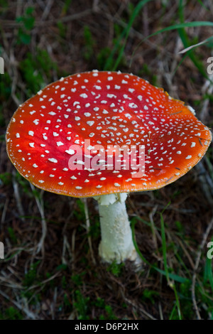 Amanita muscaria (fly fly agaric) (Amanita) un champignon vénéneux, dolomite, province de Belluno, Italie, Europe Banque D'Images