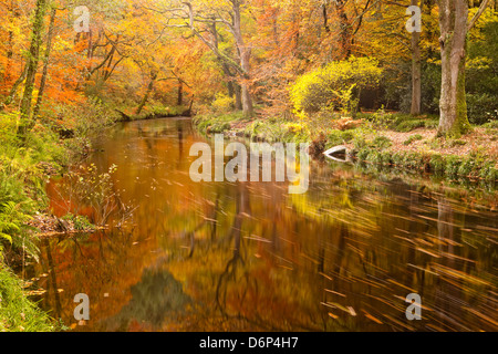 Couleurs d'automne autour de la rivière Teign et Hannicombe à bois près de Fingle Bridge, Dartmoor National Park, Devon, England, UK Banque D'Images