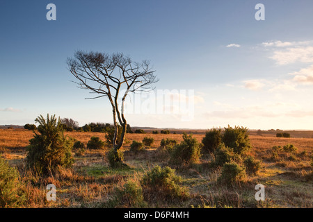 La lande de la nouvelle forêt à la fin d'un jour d'hiver, Hampshire, Angleterre, Royaume-Uni, Europe Banque D'Images