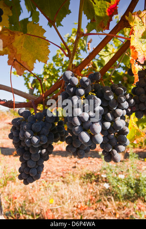 Cabernet Franc grapes growing dans un vignoble de Montsoreau, Maine-et-Loire, France, Europe Banque D'Images