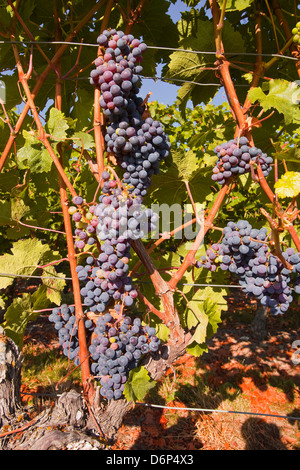 Cabernet Franc grapes growing dans un vignoble de Montsoreau, Maine-et-Loire, France, Europe Banque D'Images