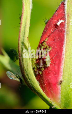 (Macrosiphum rosae) se nourrissant d'un bouton de rose dans un jardin de Wiltshire, Angleterre, Royaume-Uni, Europe Banque D'Images