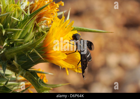 Bee fly (Hemipenthes velutina) se nourrissant de laiteron épineux (Sonchus asper) fleur en garrigue, province de Zadar, Croatie Banque D'Images